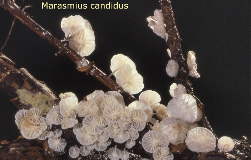 Marasmiellus candidus-amf1261-1.jpg